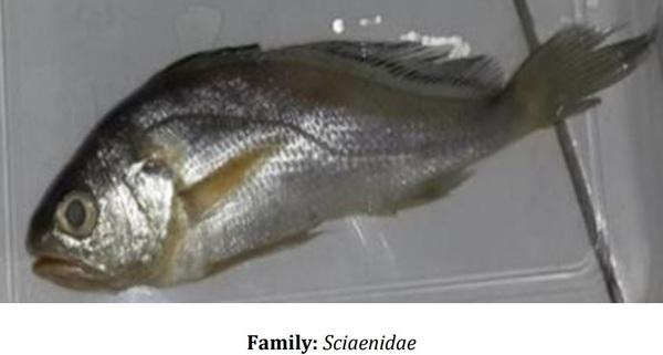 Catalogue of Some Saltwater and Freshwater Fish Species of the Niger Delta Region of Nigeria - Image 2