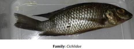 Catalogue of Some Saltwater and Freshwater Fish Species of the Niger Delta Region of Nigeria - Image 10