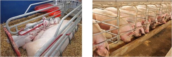 Common Problemns in breeding Sow - Image 1