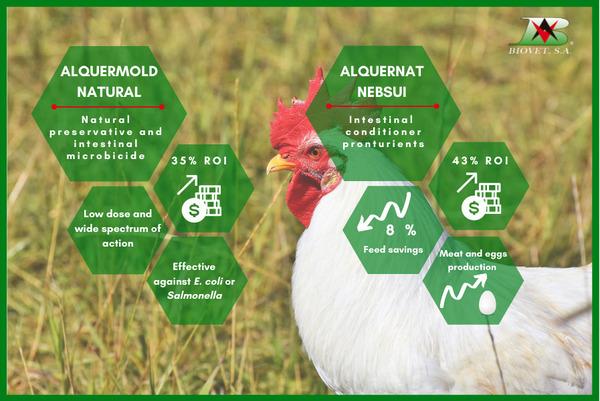 Improving profitability, performance and welfare with natural additives in animal production - Image 1