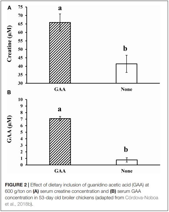The Potential of Guanidino Acetic Acid to Reduce the Occurrence and Severity of Broiler Muscle Myopathies - Image 3
