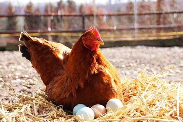 Can laying hens be vaccinated against Salmonella during the laying period? - Image 1