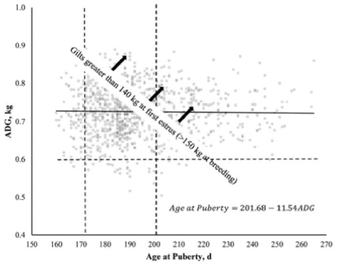 Data from the study of Calderon Diaz et al. (2015) showing the relationship between lifetime average daily gain (ADG) to, and age at, pubertal estrus during a program of daily stimulation of high health status gilts with a rotation of mature boars. The dashed horizontal line indicates the threshold of ADG below which growth would be considered limiting for the expression of pubertal estrus. The solid near-horizontal line shows the fitted relationships between ADG and age at puberty, confirming that these are almost independent variables, with the extremes of growth rate having little overall effect on pubertal age. The extremes of ADG result in gilts with the same age at sexual maturation having a 40 kg difference in body weight. The vertical dashed lines indicate the window of gilt age at puberty that is most consistent with identifying the first wave of earlier responding gilts shown in Figure 3, whilst avoiding serious issues with gilts being too heavy at breeding at second estrus.