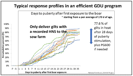  Puberty onset response curves for successive cohorts of pre-select gilts induced to reach pubertal estrus with daily boar stimulation from 170 days of age, with PG 600 treatment of nonpubertal gilts after 23 days of boar stimulation, as needed. 