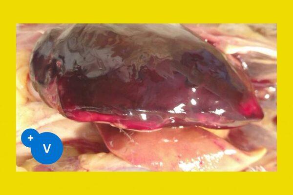 Heat stress and fatty liver hemorrhagic syndrome in poultry - Image 3
