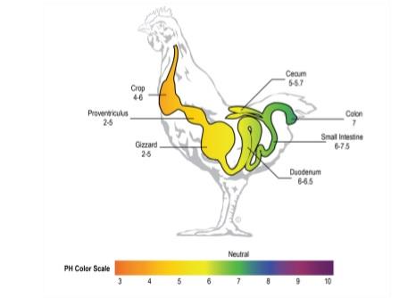 Feed enzyme application: challenges in bird