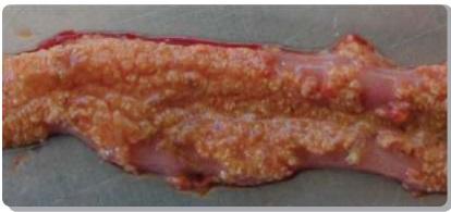 Comparative Efficacy of Fortified Growth Promoters in Broilers - Image 1