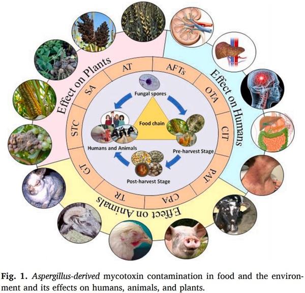 Aspergillus derived mycotoxins in food and the environment: Prevalence, detection, and toxicity - Image 1