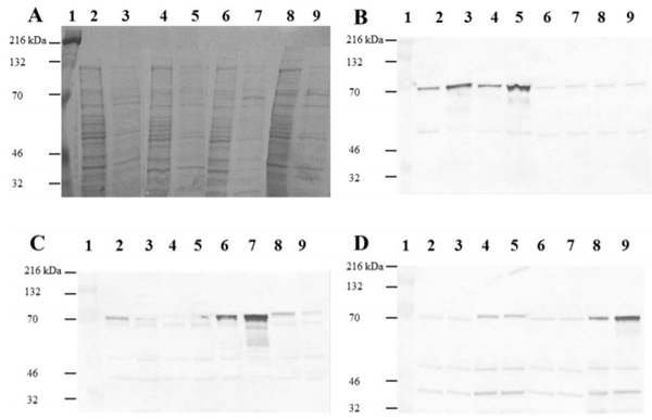 Figure 1. Sodium dodecyl sulfate polyacrylamide gel electrophoresis (SDS-PAGE) and western analysis of isopropyl-β-D-thiogalactoside (IPTG) induced and non-induced recombinant Salmonella fliC clones for H1: i, g,m, r, and z10 antigens. E. coli B21 with the recombinant fliC alleles i (lanes 2, 3), g,m (lanes 4, 5), r (lanes 6, 7) and z10 (lanes 8, 9) were allowed to grow to an optical density (λ 600 nm) of 0.5 before inducing expression of the protein fusion with 0.1 mM IPTG for 10 h (lanes 3, 5, 7 and 9). Lanes 2, 4, 6, and 8: non-induced cells. Lane 1: molecular weight standards. (A) SDS-PAGE of whole cell lysates of induced and non-induced E. coli B21 with recombinant fliC alleles. Recombinant Salmonella flagellin proteins were identified by western analysis (B–D) using Spicer-Edwards typing sera for i, g,m (B), r (C) and z10 (D) H1 antigens.