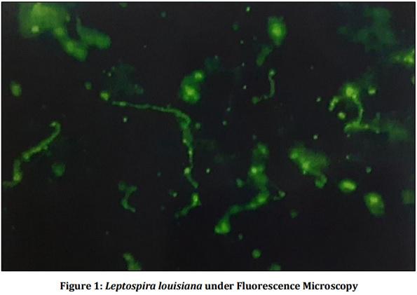 Vaccine Preperative Trial for Leptospirosis and their Pathological, Immunological Study by Serum Electrophoresis - Image 1
