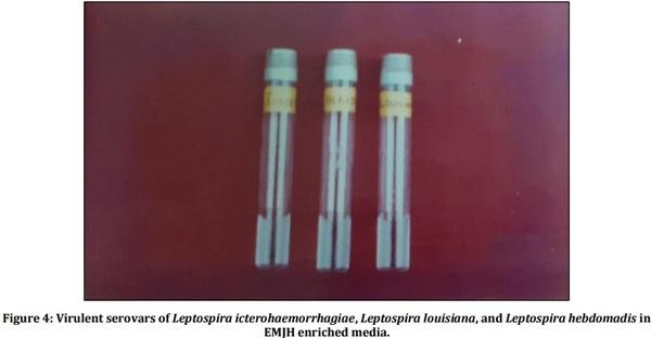 Vaccine Preperative Trial for Leptospirosis and their Pathological, Immunological Study by Serum Electrophoresis - Image 4