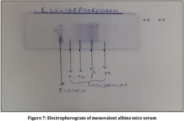 Vaccine Preperative Trial for Leptospirosis and their Pathological, Immunological Study by Serum Electrophoresis - Image 7