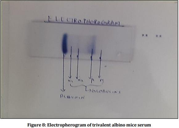 Vaccine Preperative Trial for Leptospirosis and their Pathological, Immunological Study by Serum Electrophoresis - Image 8