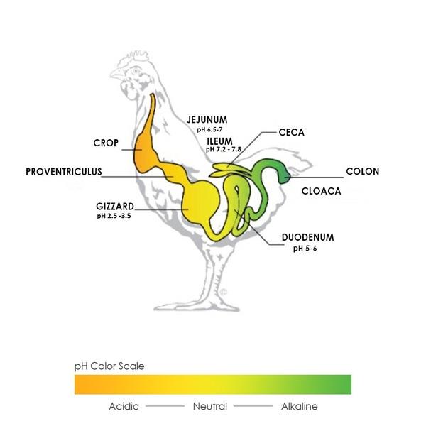 Protease Enzyme in Poultry Feed - Image 2