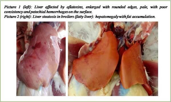 The Liver, a Key Organ in Poultry Production - Image 2