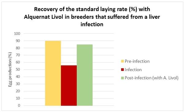 Alquernat Livol: essential for liver regeneration - Image 1