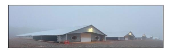 Ventilating Poultry Houses on Foggy Days - Image 1