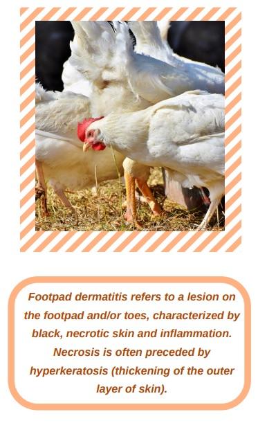 Footpad dermatitis in poultry: a common issue in commercial and backyard flocks - Image 2