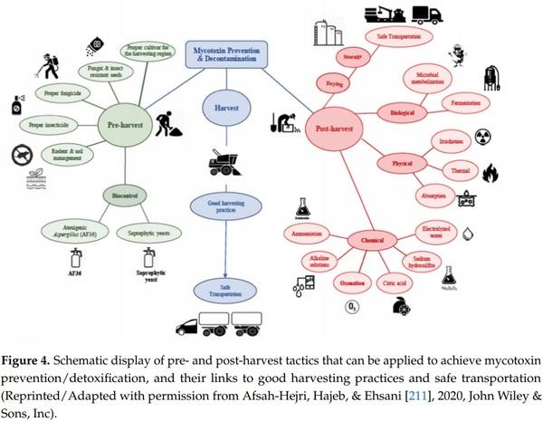 Mycotoxins Affecting Animals, Foods, Humans, and Plants: Types, Occurrence, Toxicities, Action Mechanisms, Prevention, and Detoxification Strategies—A Revisit - Image 12