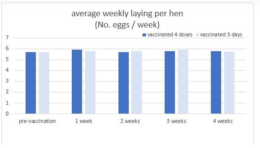 Salmonella in Poultry: Is it safe to vaccinate during the egg production period? - Image 2