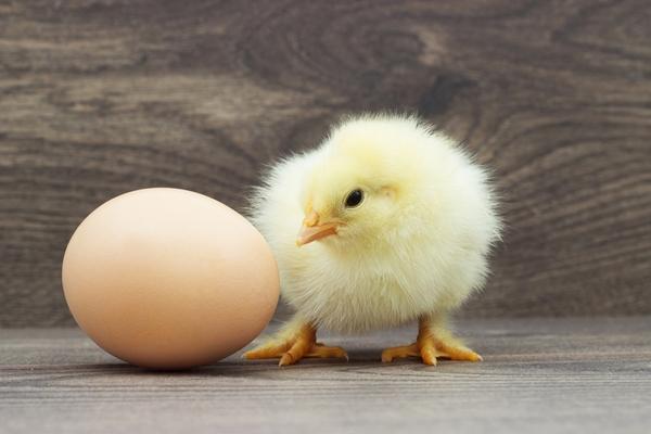 Salmonella in Poultry: Is it safe to vaccinate during the egg production period? - Image 1