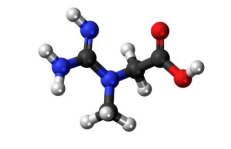Creatine: The missing link for healthy growth - Image 1