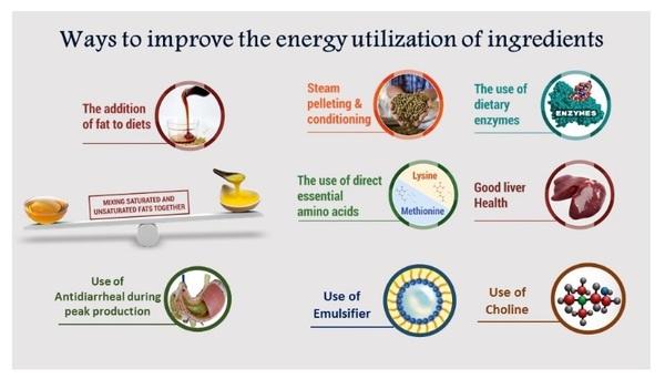 Better Energy utilization: Key for Profitable Poultry Farming - Image 8