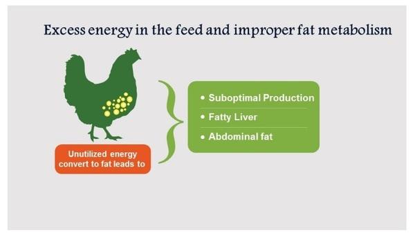 Better Energy utilization: Key for Profitable Poultry Farming - Image 5
