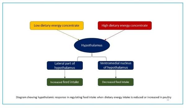Better Energy utilization: Key for Profitable Poultry Farming - Image 4