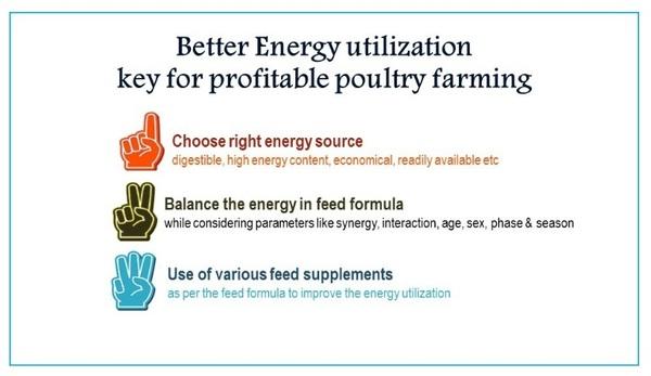 Better Energy utilization: Key for Profitable Poultry Farming - Image 9