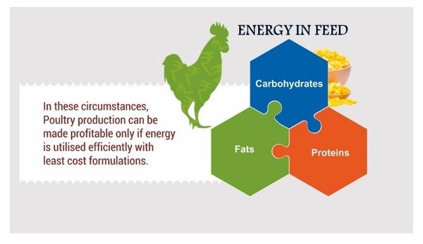 Better Energy utilization: Key for Profitable Poultry Farming - Image 6