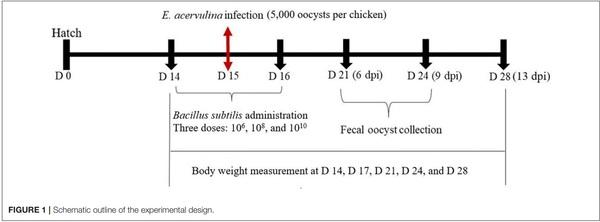 Oral Delivery of Bacillus subtilis Expressing Chicken NK-2 Peptide Protects Against Eimeria acervulina Infection in Broiler Chickens - Image 2