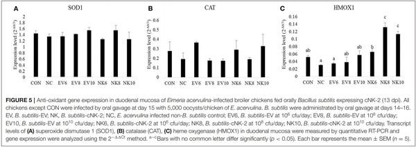 Oral Delivery of Bacillus subtilis Expressing Chicken NK-2 Peptide Protects Against Eimeria acervulina Infection in Broiler Chickens - Image 8
