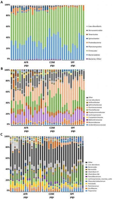 Comparative analysis of the fecal microbiota from different species of domesticated and wild suids - Image 1