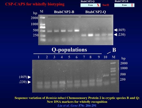 Main results and current investigations on sweetpotato whitefly chemosensory proteins - Image 2