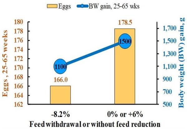How to Increase the Persistence of Egg Production in Broiler Breeders? - Image 2