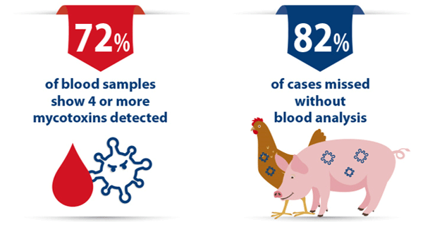 Figure 4. On a global level 72% of blood samples presented four or more mycotoxins and 82% of cases would be missed with feed analysis only.
