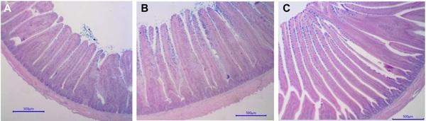Effects of functional oils on the growth, carcass and meat characteristics, and intestinal morphology of commercial turkey toms - Image 6