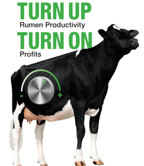 NitroShure™: An Important Tool for Optimizing Rumen Productivity in Challenging Economic Times - Image 1