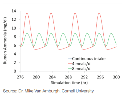 Figure 1. Theoretical rumen ammonia levels with varying meal patterns simulated in CNCPS v7