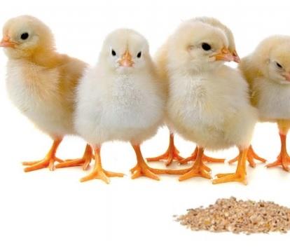 Use of hydrolyzed bioactive protein peptides in poultry feed to improve production parameters. - Image 1