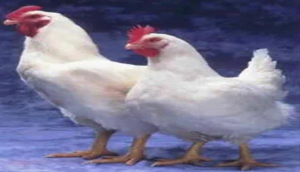 Nutritional requirements of modern broilers - Image 14