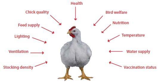 Nutritional requirements of modern broilers - Image 2