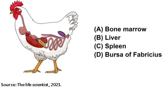 Nutritional requirements of modern broilers - Image 1