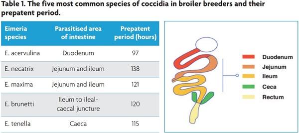 Coccidiosis control in broiler breeders with the use of vaccines: part one - Image 2