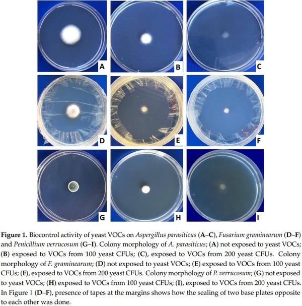 Application of Low-Fermenting Yeast Lachancea thermotolerans for the Control of Toxigenic Fungi Aspergillus parasiticus, Penicillium verrucosum and Fusarium graminearum and Their Mycotoxins - Image 1