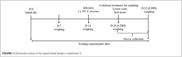 Effects of Dietary Maltol on Innate Immunity, Gut Health, and Growth Performance of Broiler Chickens Challenged With Eimeria maxima - Image 2