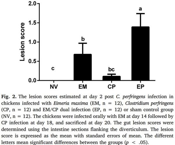 Effects of Eimeria maxima and Clostridium perfringens infections on cecal microbial composition and the possible correlation with body weight gain in broiler chickens - Image 2