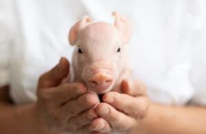 Weaning piglets without zinc oxide - Image 1