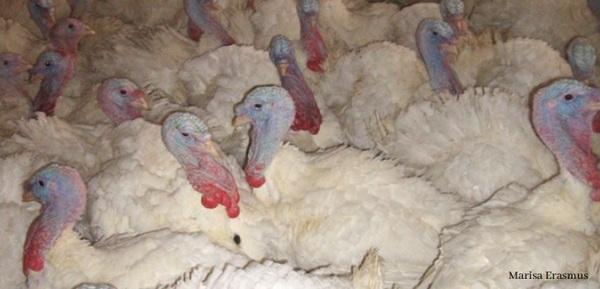 Non-Infectious Leg Health Issues of Poultry - Image 2